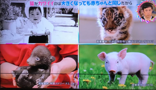 チコちゃんに叱られる！で解明！？『猫はなぜかわいいのか？』【ベビーシェマ特性】【科学的根拠】 | キャッツアイランド