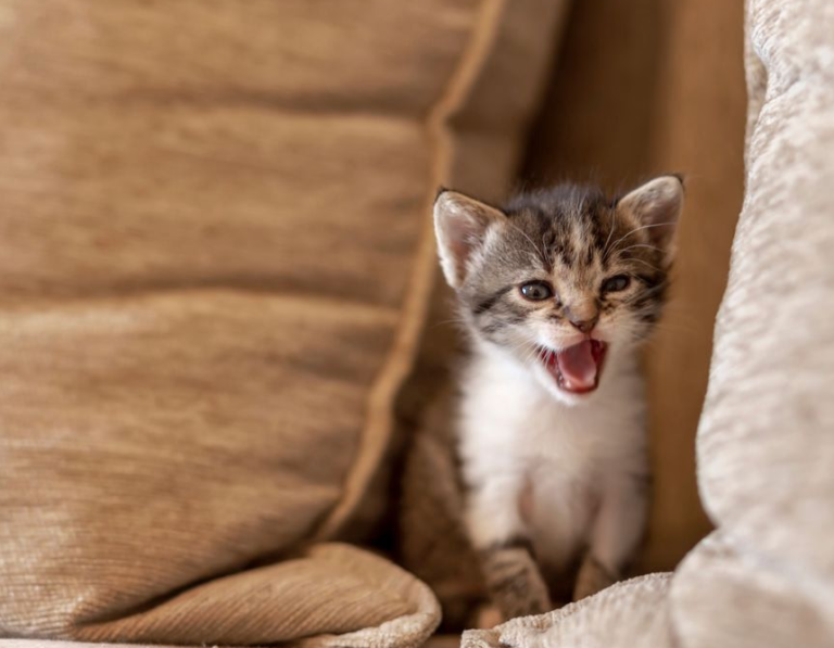 猫の鳴き声「ニャニャニャ」の意味とは?鳴く理由とシチュエーションを解説! | キャッツアイランド