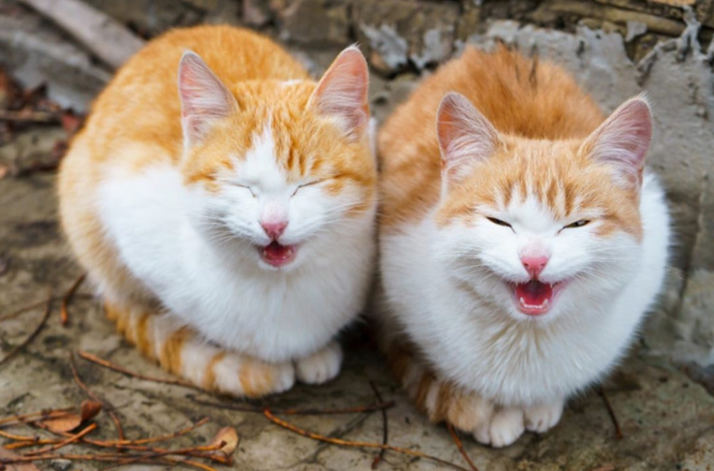 猫の鳴き声「ニャニャニャ」の意味とは?鳴く理由とシチュエーションを解説! | キャッツアイランド
