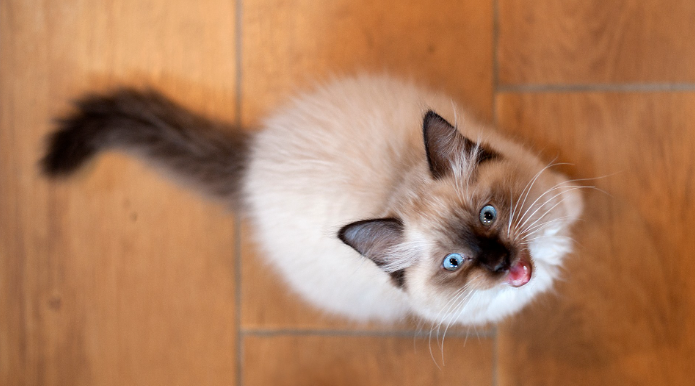 猫の鳴き声「ニャニャニャ」の意味とは?鳴く理由とシチュエーションを解説! | キャッツアイランド