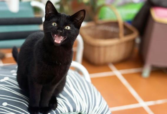 猫の鳴き声「ニャニャニャ」の意味とは?鳴く理由とシチュエーションを解説! | キャッツアイランド