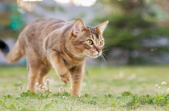 猫の鳴き声「ニャニャニャ」の意味とは?鳴く理由とシチュエーションを解説! | キャッツアイランド