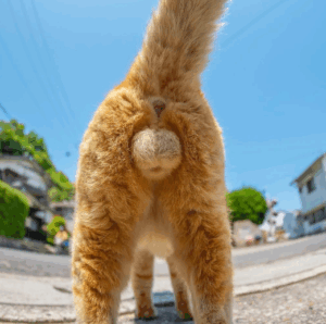 【猫の『たまたま』が尊すぎる件】かわいいからって見たら最後、にゃんたま沼にハマるw | キャッツアイランド